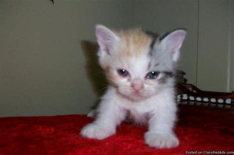 They love to play but they also love to be toted around or curled up in your lap. munchkin napoleon kittens - Price: 550.00 for sale in Des ...