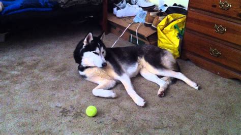 Siberian Husky Chuy Being Lazy Youtube