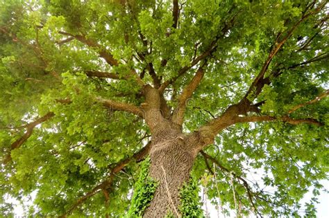 Oaks Plant Canopy From Below Feature Green Leaves Natural Nature Stock