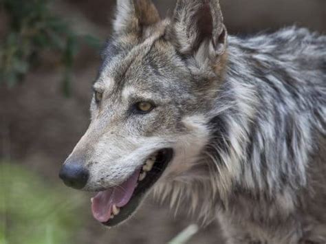 Mexican Gray Wolves Ranchers Want Fewer Schneberger Killed 1 In 2013