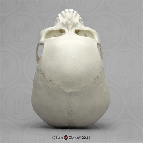 Human Female Asian Skull Bone Clones Inc Osteological Reproductions