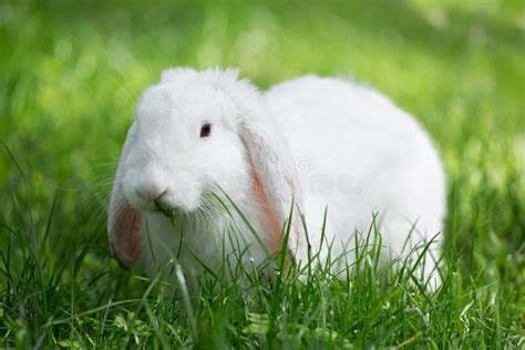 Little Cute Rabbit Sitting On The Grass White Bunny On Green