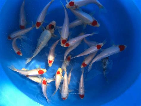 Buy Imported Japanese Small Koi Fish Online India Aquarium Fish India