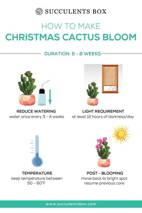 Serve the cactus blossom with the spicy dipping sauce recipe made with horseradish that they use for the onion blossom at texas roadhouse or substitute ranch dressing or any other type of dip. Infographic: How to Make Christmas Cactus Bloom in 2020 ...