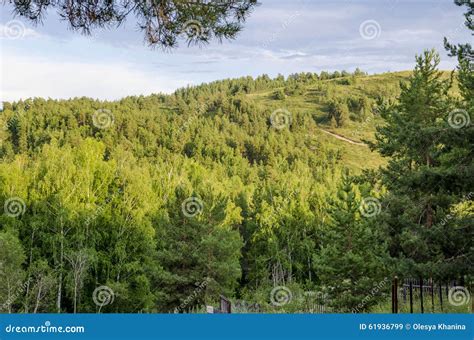 Pine Forest In The Mountains Stock Image Image Of Summer Forests