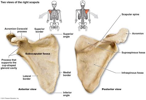 The Skeletal System Anatomy Medical Knowledge Scapula