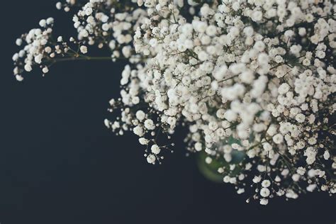 Hd Wallpaper Shallow Focus Photography Of White Flowers Selective