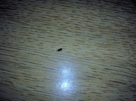 These Bugs Are Crawling Around My Parents Bed What Is This Whatsthisbug
