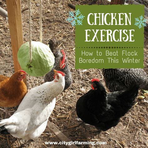 Chicken Exercise City Girl Farming