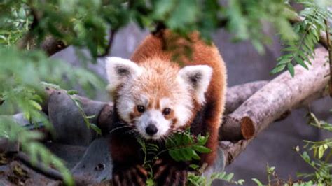Pandamonium Missing Red Panda Heads Back To Zoo After Capture