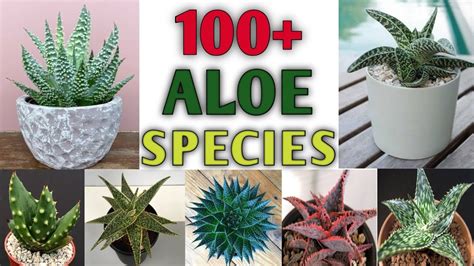 100 Aloe Species Best Aloe Plant Varieties With Identification