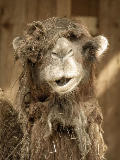Cool Camel Free Stock Photo Public Domain Pictures