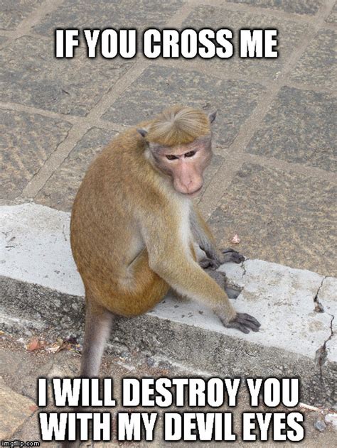 Monkey Memes The Result Of A Drunken Afternoon Sorting Out Sri Lanka