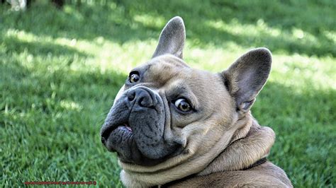 How Do I Know If My French Bulldog Is Inbred