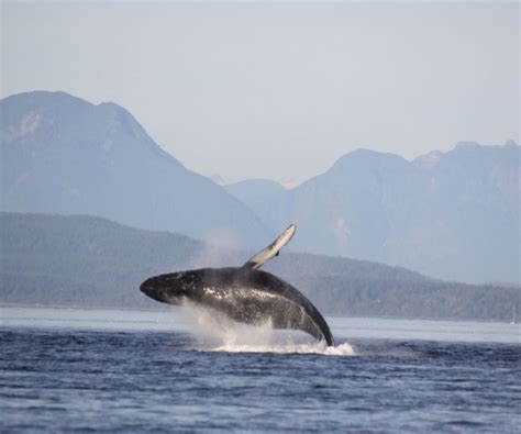 Whale Watching Vancouver Island Adventure Quest Tours Canada