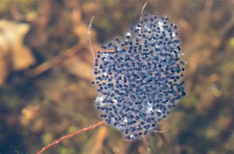 Wood Frog Egg Mass Rana Sylvatica Leconte 1825 Middlesex Flickr