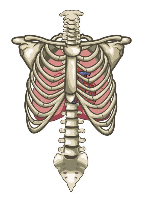Human Anatomy Torso Skeleton Isolated White Stock Vector Illustration