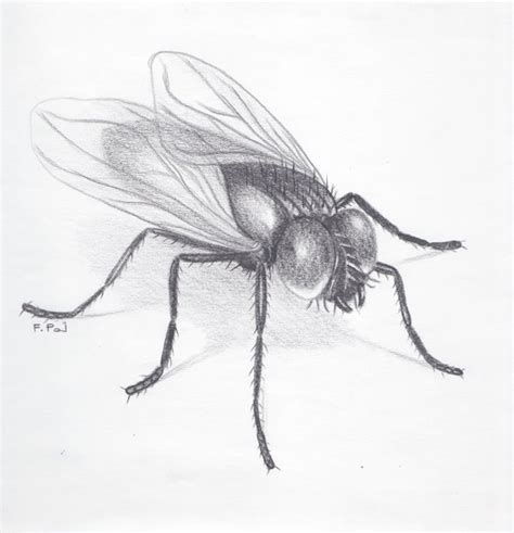 Fly Black Pencil Drawing On Paper Etsy