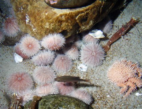Fragile Pink Urchin Online Learning Center Aquarium Of The Pacific
