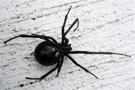 What Spider Looks Like A Black Widow False Black Widow They Look