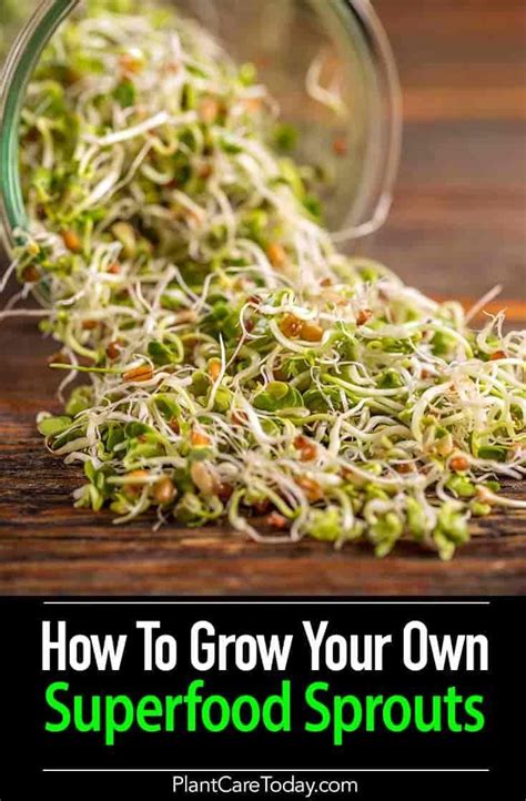 Have To Ever Tried To Grow Sprouts In A Jar Youll Be Surprised To
