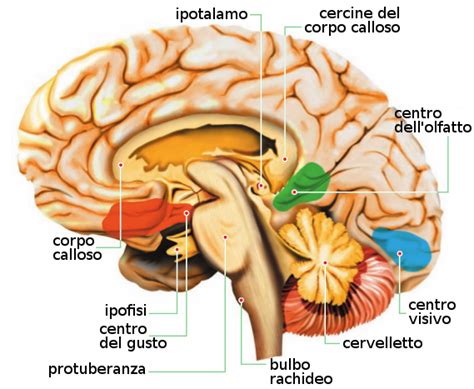 Cervello Attivazioni Biologiche