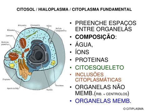 Citoplasma