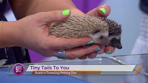 Rosie Names A Baby Hedgehog For Her Birthday With Tiny Tails Kxan Austin
