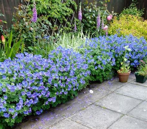 Perennial Blue Geraniums Droge Tuin Tuin Planten