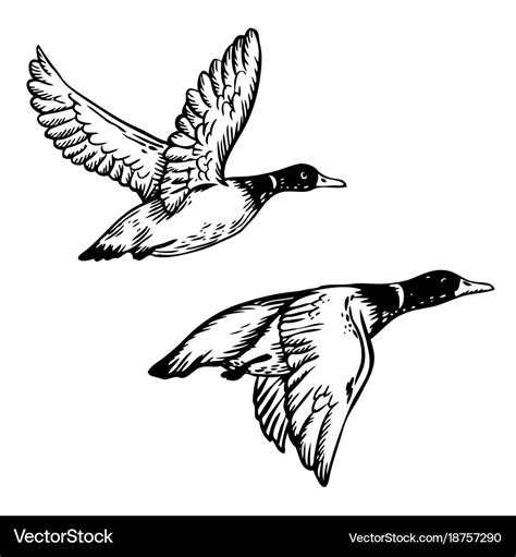 Flying Ducks Engraving Royalty Free Vector Image