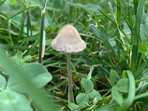 Panaeolus Foenisecii Mowers Mushroom Mushrooms Of Ct