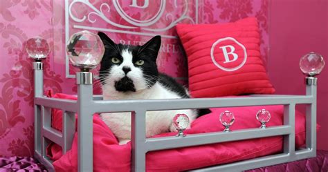 See our safety protocols, amenity changes and flexible policies. 20 Most Luxurious Pet Hotels Around the World