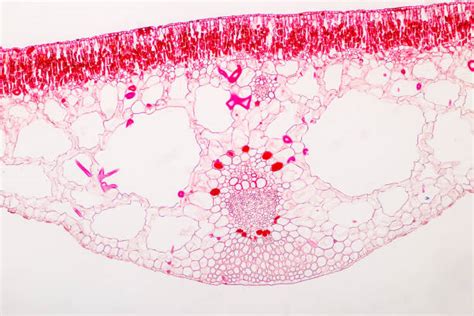 Bulliform Cell Zdjęcia I Ilustracje Istock