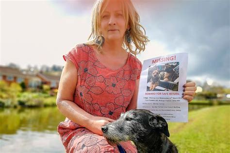 Urgent Appeal After Seven Puppies Stolen From Devon Farm Devon Live