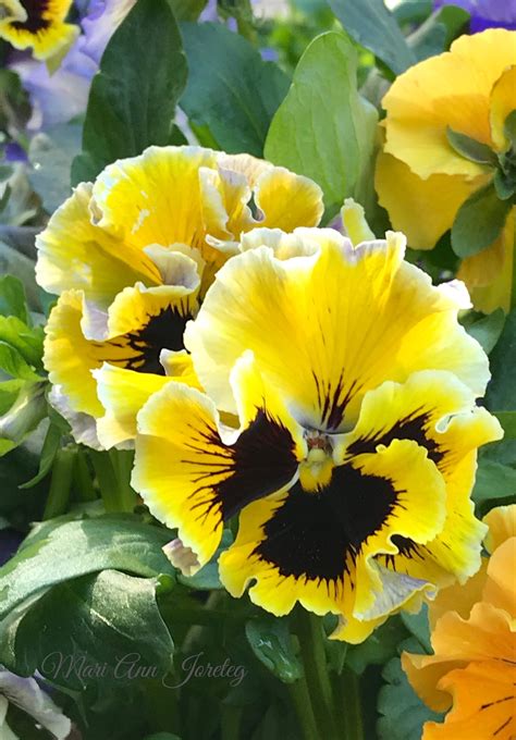 Love those frilly pansies! | Pansies flowers, Flowers photography, Pansies
