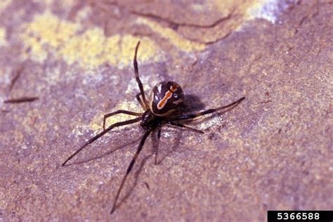 Black widow's personality is pretty consistent: black widow spider, Latrodectus mactans (Araneae ...