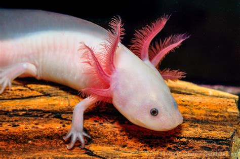 Axolotl Forever Young The Nature Nook