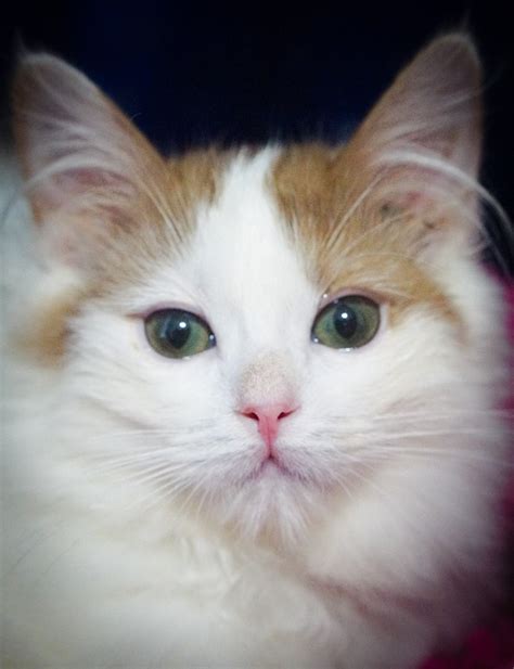 Ragdoll Kitten For Sale Cinnamon Bicolor Face Ragdoll Kittens For Sale