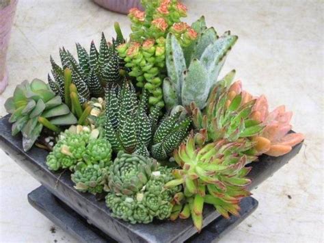 El sustrato para cactus y suculentas son muy importantes si queremos tener unas plantas saludables ya que si estos llegasen a faltar, las plantas o podrán mantenerse índice de contenidos. Pin de João e Elza en Cactos, Suculentas e Vasos | Vasos ...