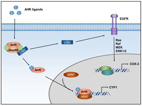 Ijms Free Full Text Role Of The Aryl Hydrocarbon Receptor In