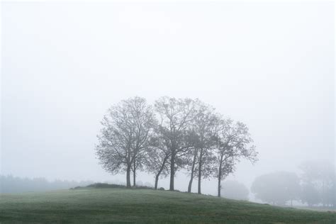 Trees On A Foggy Morning Chris Greer