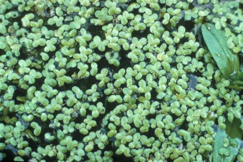 Lemna minor (common duckweed): Go Botany