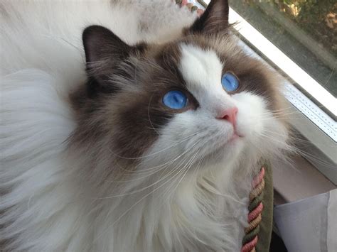 Absolutely amazing neutered male cat for sale. This ragdoll kitty has the identical markings as my kitty ...
