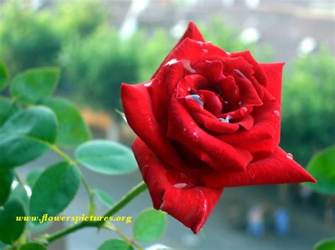 Ssc And Hsc Result Bangladesh Wonderful Red Rose Flower Hd