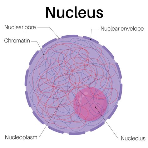 Anatomy Of Nucleus Cells 7493775 Vector Art At Vecteezy