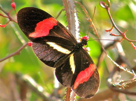 Erato Heliconian Heliconius Erato Linnaeus 1758 Butterflies And