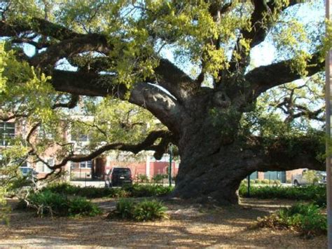 5oo Year Old Oak Tree Picture Of Lafayette Louisiana Tripadvisor