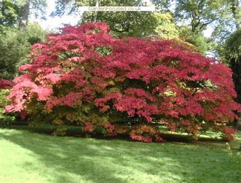 Expert Advice On Growing Japanese Maple Trees In The Uk
