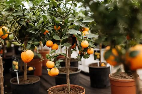 Dwarf Orange Tree Grow And Care Guide The Green Thumbler