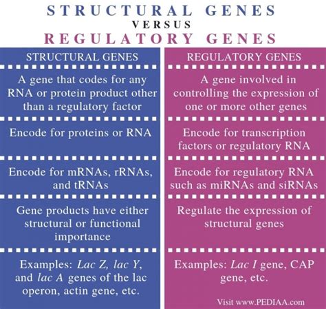 Difference Between Structural And Regulatory Genes Pediaacom